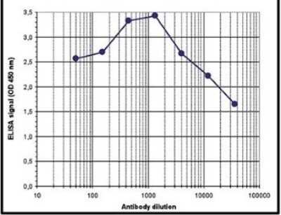 ELISA: Histone H3 [Dimethyl Lys36] Antibody [NBP2-59168] - To determine the titer, an ELISA was performed using a serial dilution of the antibody directed against H3K36me2 . The antigen used was a peptide containing the histone modification of interest. By plotting the absorbance against the antibody dilution, the titer of the antibody was estimated to be 1:31,000.